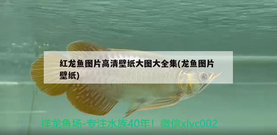 紅龍魚圖片高清壁紙大圖大全集(龍魚圖片壁紙) 金龍魚百科