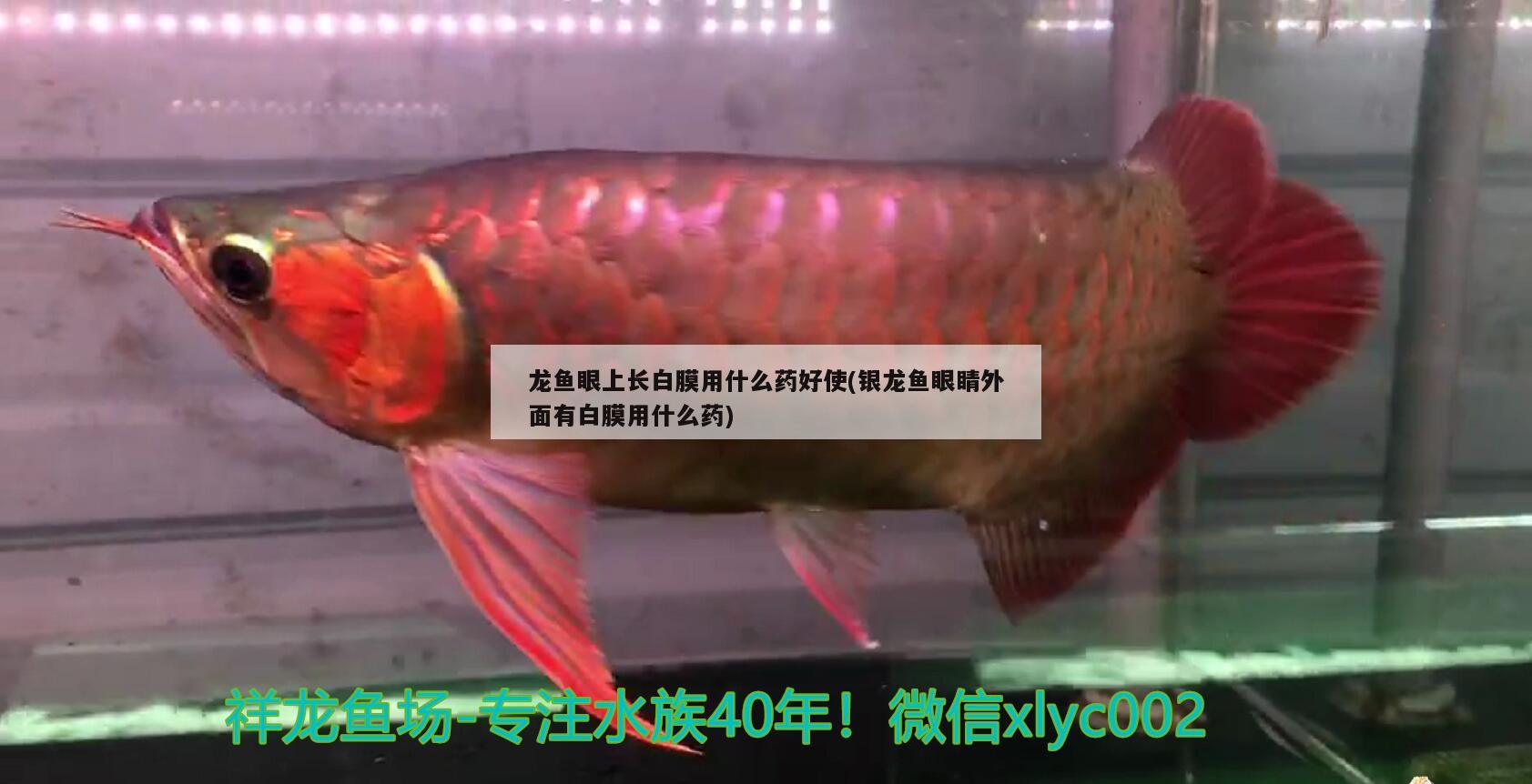 龍魚眼上長白膜用什么藥好使(銀龍魚眼睛外面有白膜用什么藥)