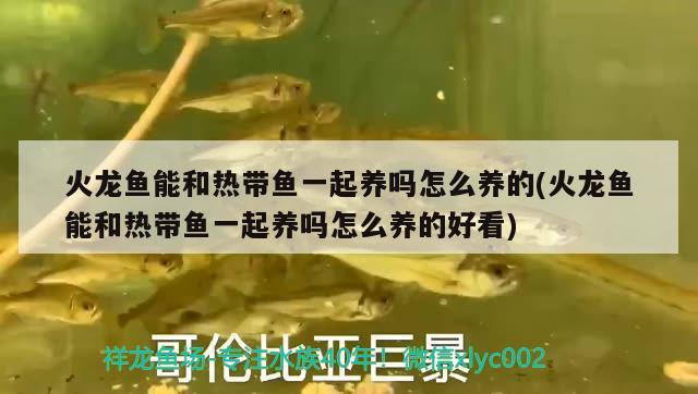 火龍魚能和熱帶魚一起養(yǎng)嗎怎么養(yǎng)的(火龍魚能和熱帶魚一起養(yǎng)嗎怎么養(yǎng)的好看)