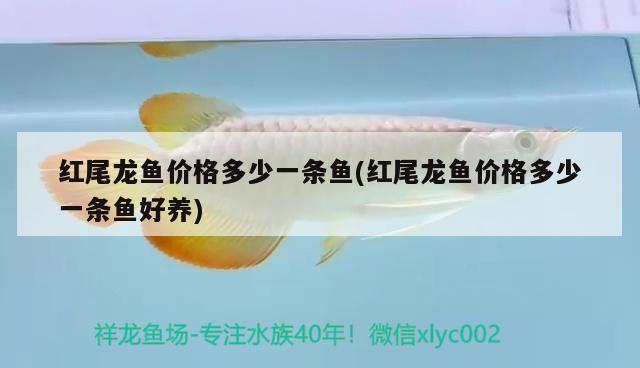 紅尾龍魚(yú)價(jià)格多少一條魚(yú)(紅尾龍魚(yú)價(jià)格多少一條魚(yú)好養(yǎng)) 白玉紅龍魚(yú)