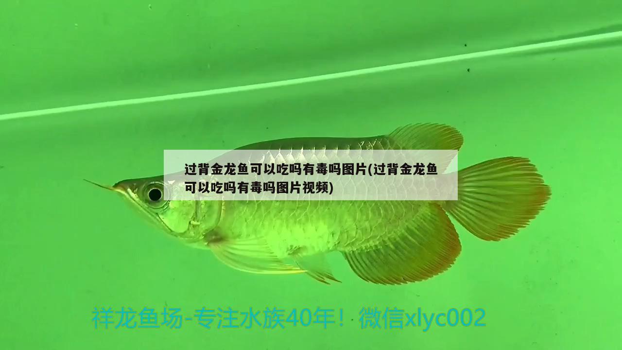 過背金龍魚可以吃嗎有毒嗎圖片(過背金龍魚可以吃嗎有毒嗎圖片視頻) 金龍魚百科