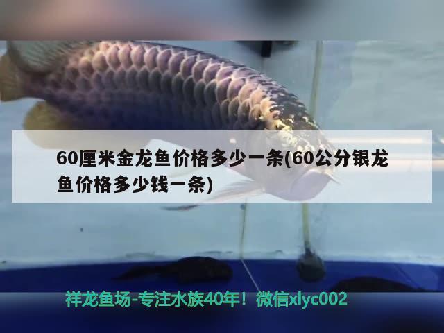 60厘米金龍魚價格多少一條(60公分銀龍魚價格多少錢一條) 銀龍魚