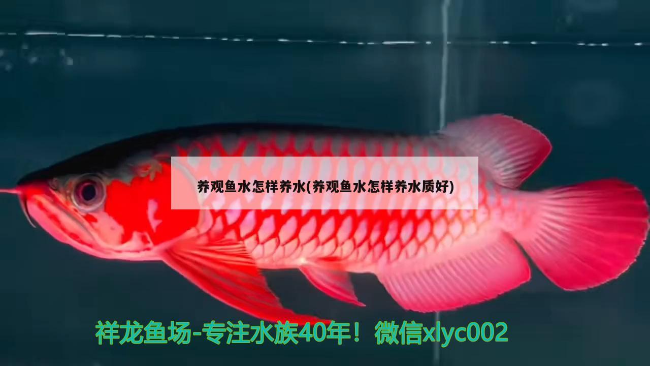 養(yǎng)觀魚水怎樣養(yǎng)水(養(yǎng)觀魚水怎樣養(yǎng)水質(zhì)好) 祥龍金禾金龍魚