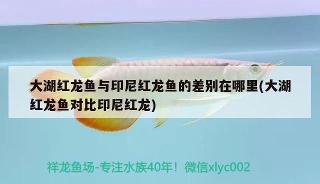 恐龍魚不開食怎么辦呀圖片：恐龍魚不吃東西會餓死嗎