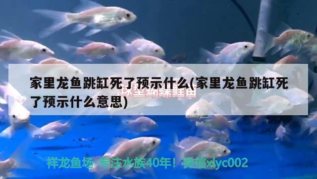 家里龍魚跳缸死了預示什么(家里龍魚跳缸死了預示什么意思) 印尼紅龍魚