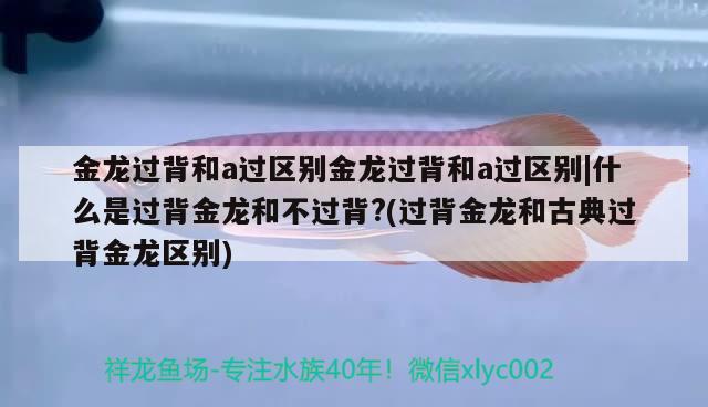 金龍過背和a過區(qū)別金龍過背和a過區(qū)別|什么是過背金龍和不過背?(過背金龍和古典過背金龍區(qū)別) iwish愛唯希品牌魚缸