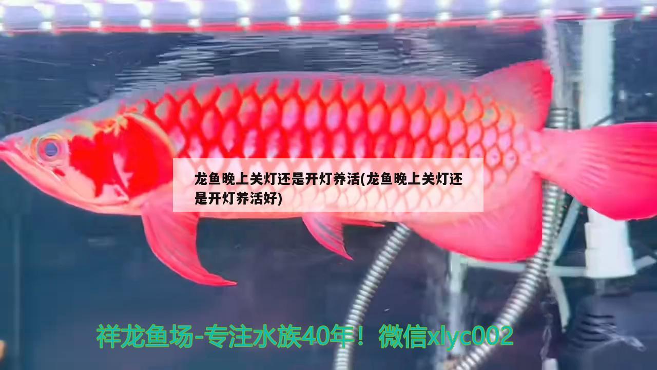 龍魚(yú)晚上關(guān)燈還是開(kāi)燈養(yǎng)活(龍魚(yú)晚上關(guān)燈還是開(kāi)燈養(yǎng)活好)