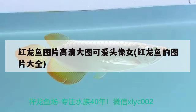 黑魔鬼2000哪里有賣（黑魔鬼2000哪里有賣長沙） 廣州龍魚批發(fā)市場 第1張