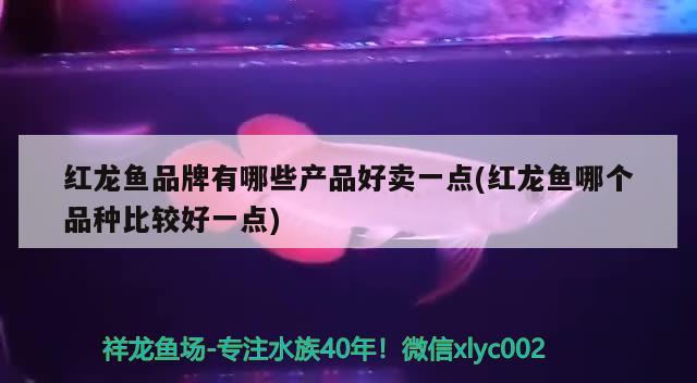 紅龍魚品牌有哪些產(chǎn)品好賣一點(diǎn)(紅龍魚哪個(gè)品種比較好一點(diǎn)) 銀古魚苗