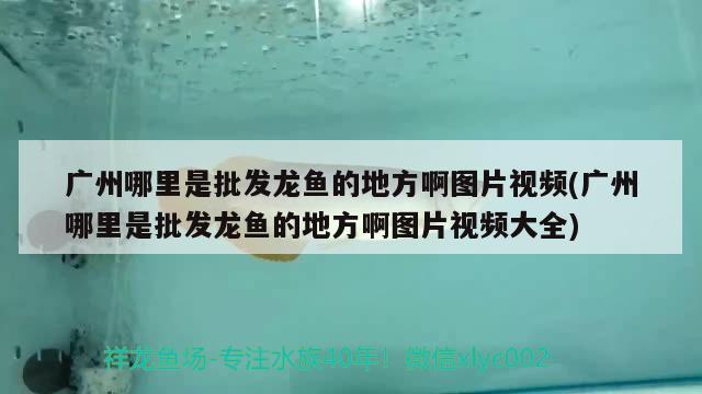 廣州哪里是批發(fā)龍魚的地方啊圖片視頻(廣州哪里是批發(fā)龍魚的地方啊圖片視頻大全) 觀賞魚水族批發(fā)市場