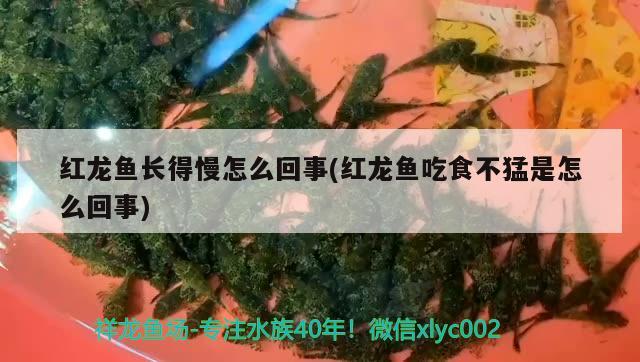 紅龍魚長得慢怎么回事(紅龍魚吃食不猛是怎么回事) 哥倫比亞巨暴魚苗