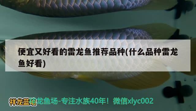 便宜又好看的雷龍魚(yú)推薦品種(什么品種雷龍魚(yú)好看) 三間鼠魚(yú)