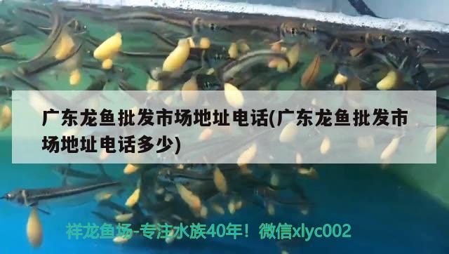 金龍紅龍魚區(qū)別在哪(金龍魚是不是)