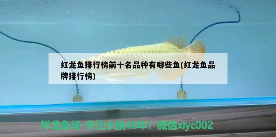 紅龍魚排行榜前十名品種有哪些魚(紅龍魚品牌排行榜) 薩伊藍魚