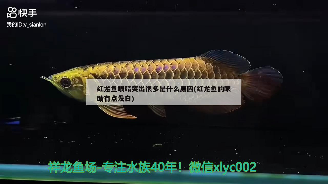 紅龍魚眼睛突出很多是什么原因(紅龍魚的眼睛有點(diǎn)發(fā)白) 黑影道人魚