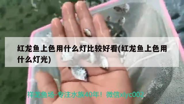 紅龍魚上色用什么燈比較好看(紅龍魚上色用什么燈光)