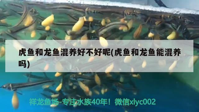 虎魚和龍魚混養(yǎng)好不好呢(虎魚和龍魚能混養(yǎng)嗎)