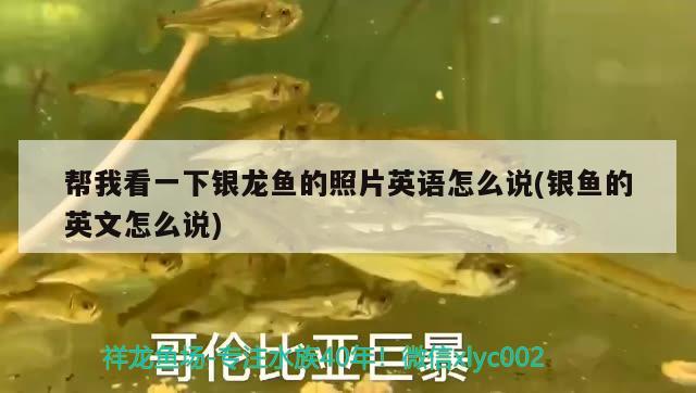 幫我看一下銀龍魚的照片英語怎么說(銀魚的英文怎么說) 銀龍魚