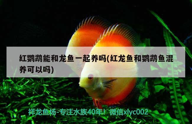 紅鸚鵡能和龍魚一起養(yǎng)嗎(紅龍魚和鸚鵡魚混養(yǎng)可以嗎) 鸚鵡魚