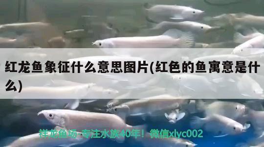 十大最好養(yǎng)的觀賞魚便宜：比較好養(yǎng)觀賞魚 廣州水族批發(fā)市場(chǎng) 第2張