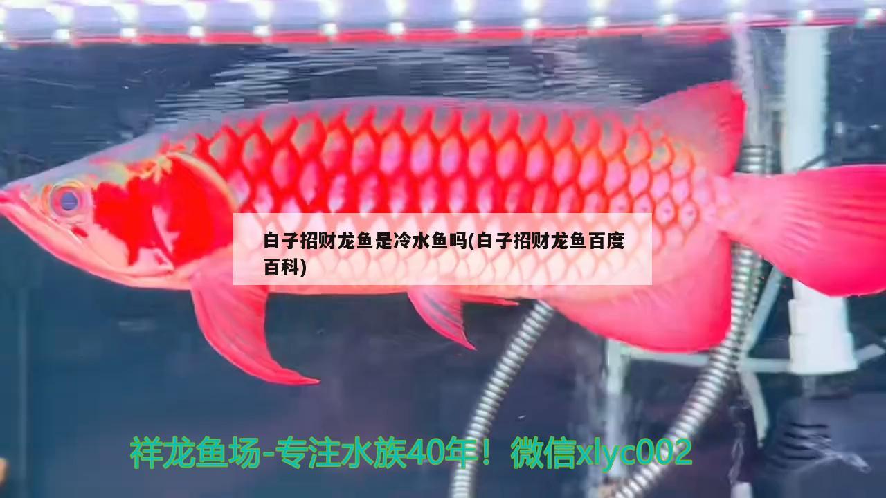 白子招財(cái)龍魚是冷水魚嗎(白子招財(cái)龍魚百度百科) 埃及神仙魚