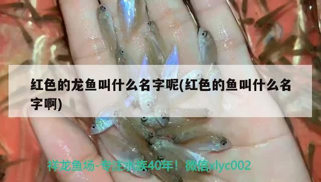 紅色的龍魚叫什么名字呢(紅色的魚叫什么名字啊)