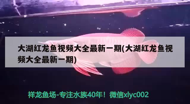 大湖紅龍魚視頻大全最新一期(大湖紅龍魚視頻大全最新一期) 大湖紅龍魚