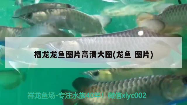 福龍龍魚(yú)圖片高清大圖(龍魚(yú)圖片) 黃金斑馬魚(yú) 第1張