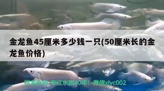 金龍魚45厘米多少錢一只(50厘米長的金龍魚價格)