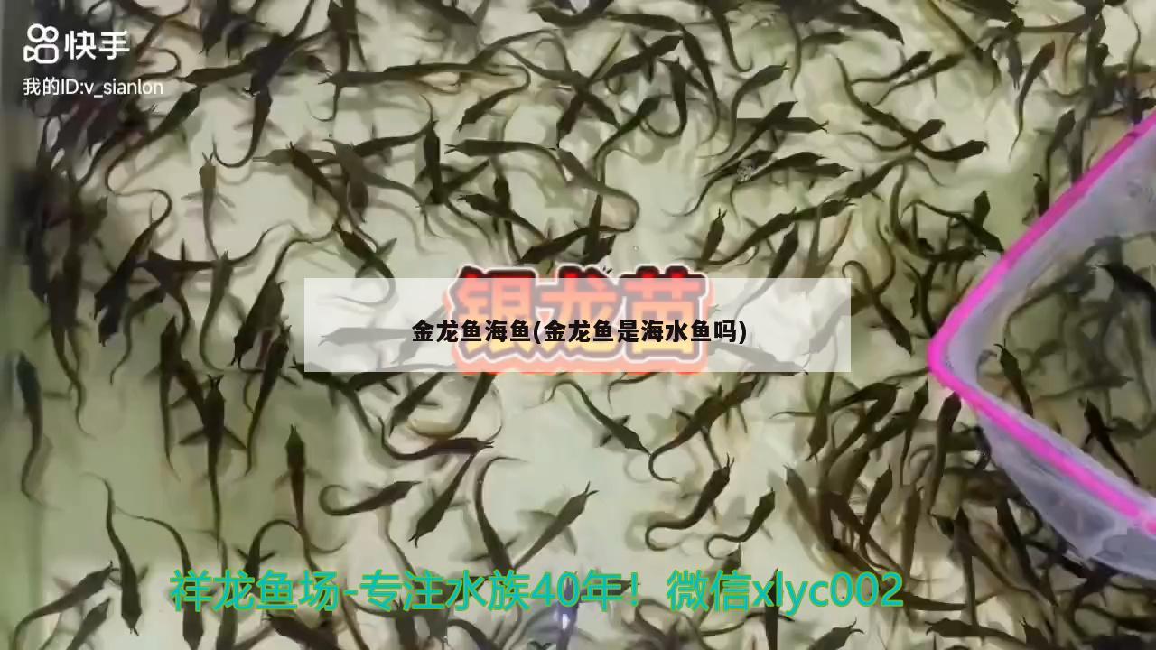 金龍魚海魚(金龍魚是海水魚嗎)