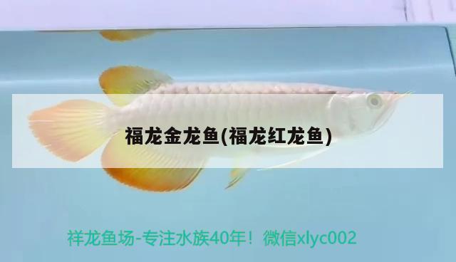 福龍金龍魚(yú)(福龍紅龍魚(yú)) 星點(diǎn)金龍魚(yú)