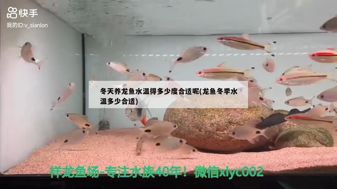 冬天養(yǎng)龍魚水溫得多少度合適呢(龍魚冬季水溫多少合適)