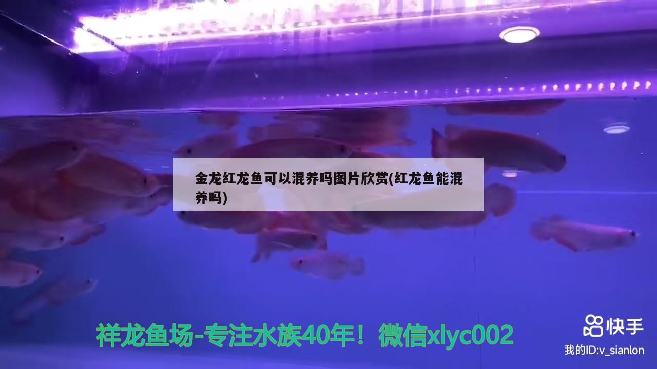 金龍紅龍魚可以混養(yǎng)嗎圖片欣賞(紅龍魚能混養(yǎng)嗎)