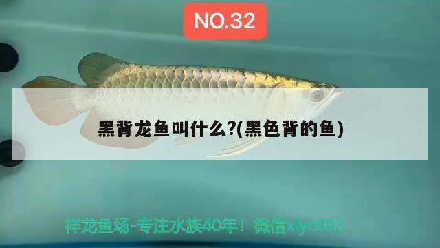 黑背龍魚叫什么?(黑色背的魚)