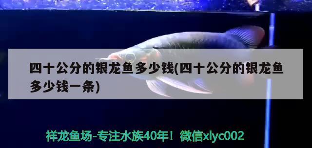 四十公分的銀龍魚多少錢(四十公分的銀龍魚多少錢一條) 銀龍魚