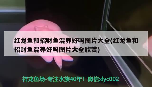 紅龍魚(yú)和招財(cái)魚(yú)混養(yǎng)好嗎圖片大全(紅龍魚(yú)和招財(cái)魚(yú)混養(yǎng)好嗎圖片大全欣賞)