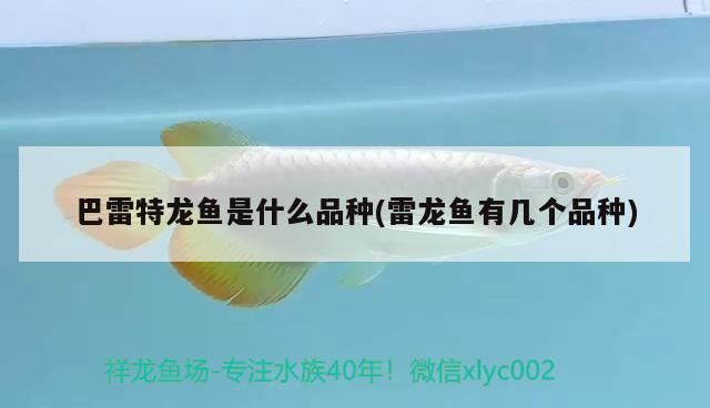 蝴蝶魚掉鱗怎么處理，蝴蝶魚寶寶怎么養(yǎng)