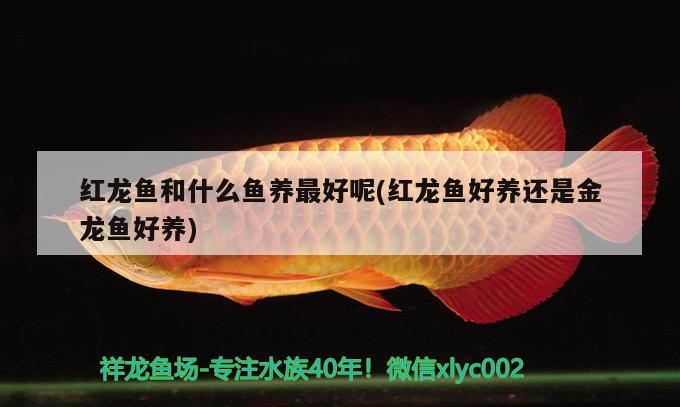 紅龍魚和什么魚養(yǎng)最好呢(紅龍魚好養(yǎng)還是金龍魚好養(yǎng)) 純血皇冠黑白魟魚