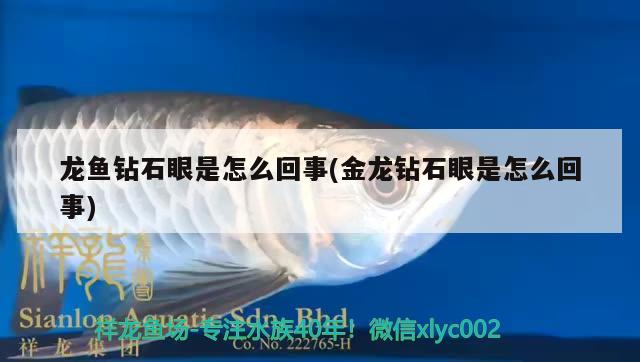 龍魚鉆石眼是怎么回事(金龍鉆石眼是怎么回事) iwish愛唯希品牌魚缸