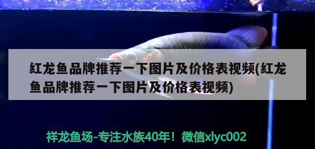 中大型魚缸多少升（中大型魚缸多少升水合適） 祥龍金禾金龍魚 第3張