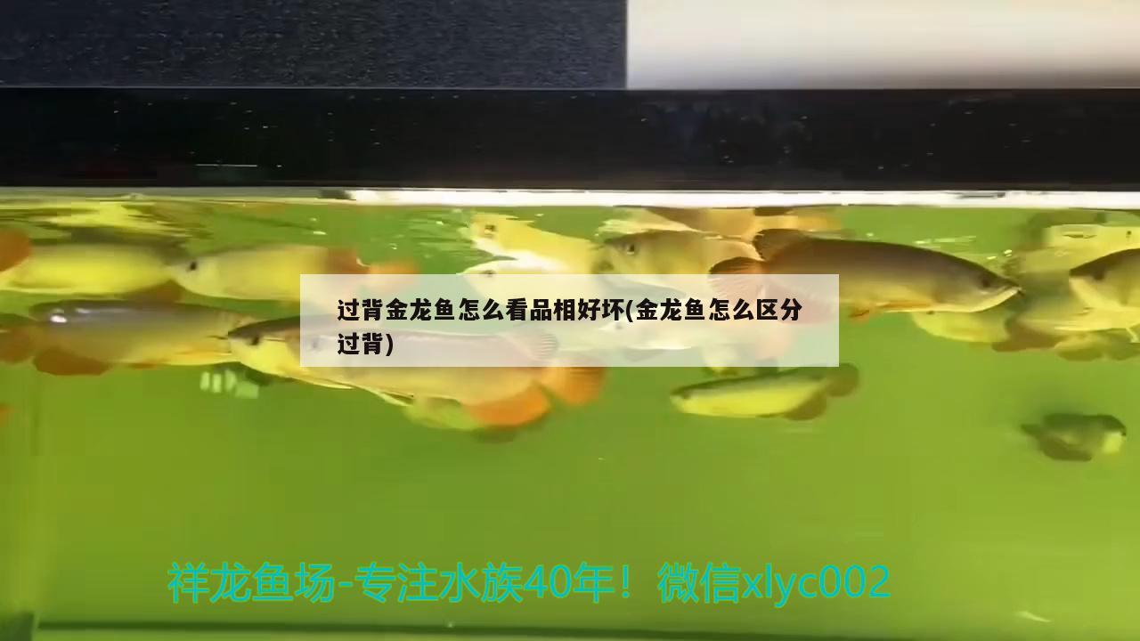 過背金龍魚怎么看品相好壞(金龍魚怎么區(qū)分過背)