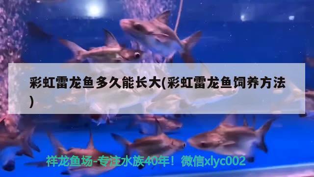 彩虹雷龍魚多久能長(zhǎng)大(彩虹雷龍魚飼養(yǎng)方法)