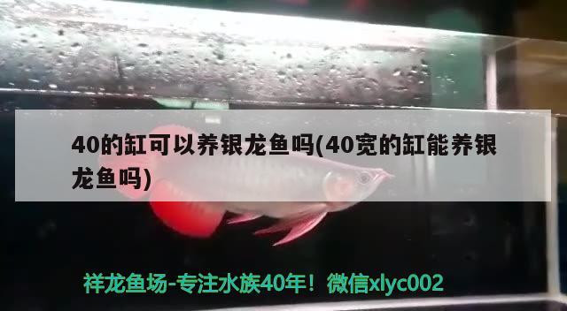 40的缸可以養(yǎng)銀龍魚嗎(40寬的缸能養(yǎng)銀龍魚嗎)