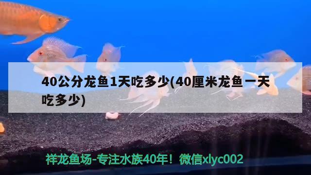 40公分龍魚(yú)1天吃多少(40厘米龍魚(yú)一天吃多少) 申古三間魚(yú)