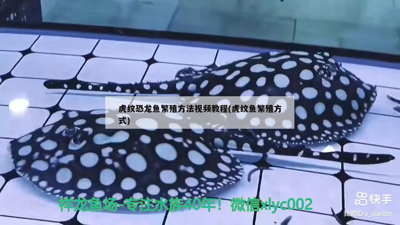 虎紋恐龍魚繁殖方法視頻教程(虎紋魚繁殖方式)