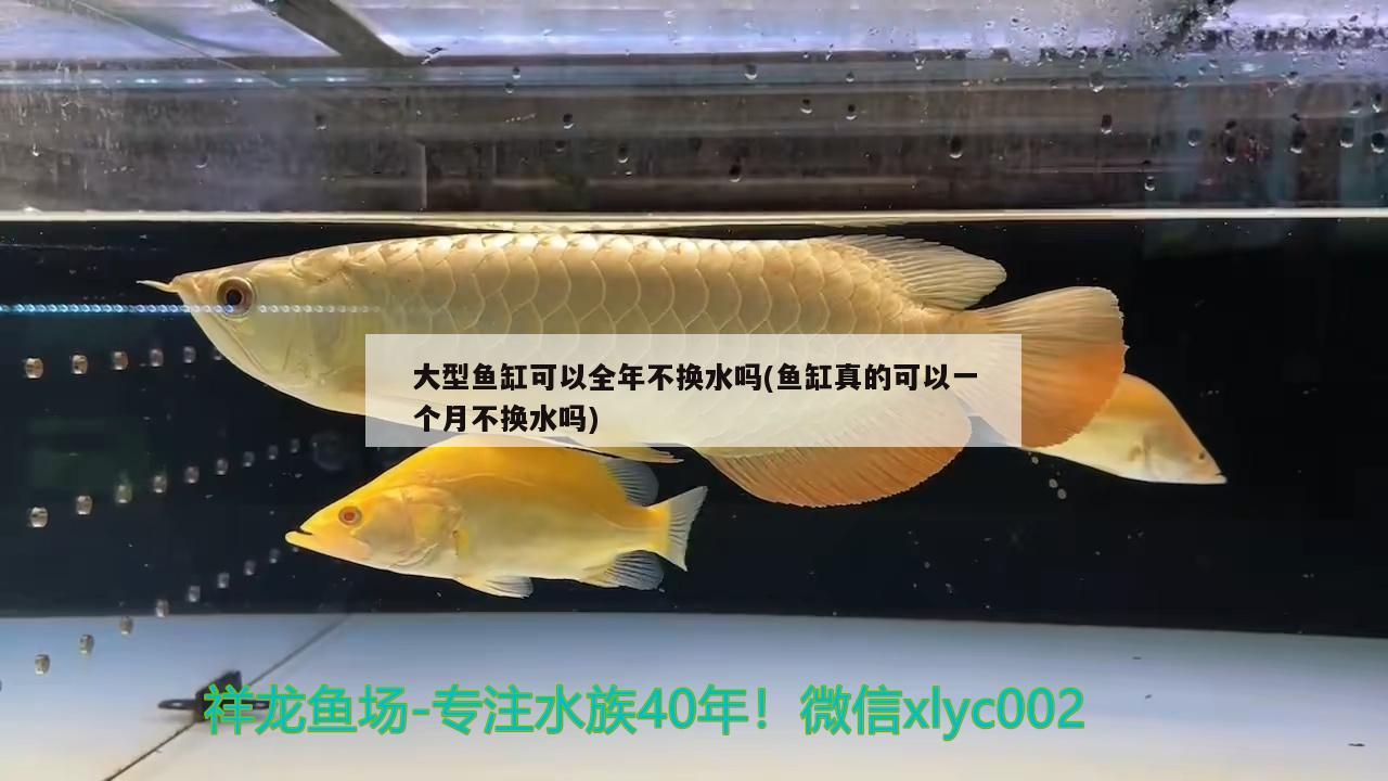 大型魚缸可以全年不換水嗎(魚缸真的可以一個月不換水嗎) 水族燈（魚缸燈）