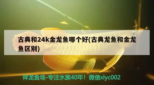 印度尼西亞淡水魚：印度尼西亞淡水魚品種長的像翹嘴 祥龍水族醫(yī)院 第2張