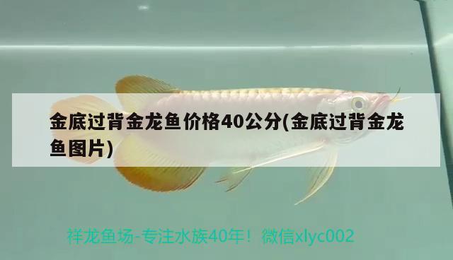 金底過背金龍魚價(jià)格40公分(金底過背金龍魚圖片)