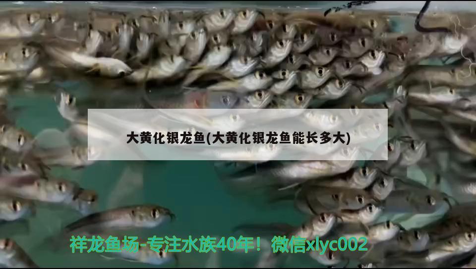 大黃化銀龍魚(大黃化銀龍魚能長多大)