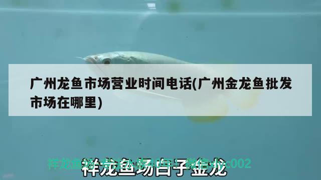 廣州龍魚市場營業(yè)時(shí)間電話(廣州金龍魚批發(fā)市場在哪里) 龍魚批發(fā)